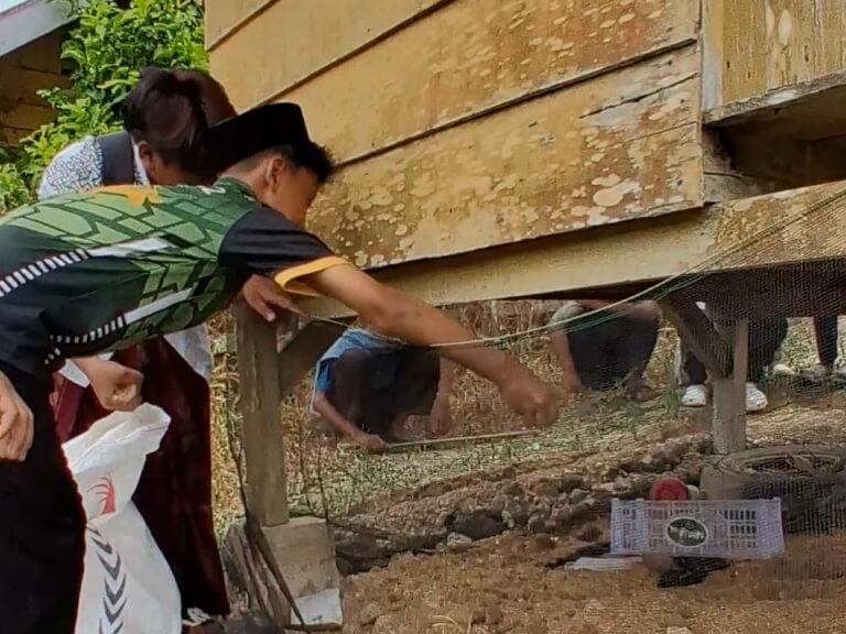 Santri memberi makan ternak di kandang bawah rumah panggung