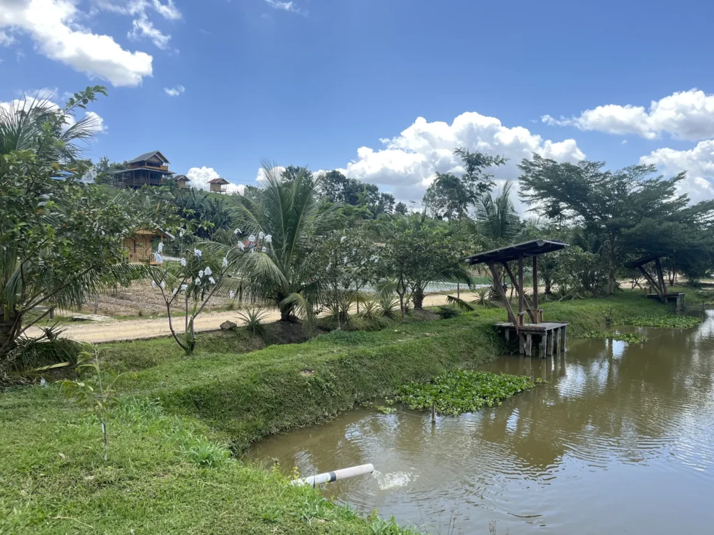 Kolam dengan gazebo kayu dan pohon kelapa di kawasan Agrowisata California